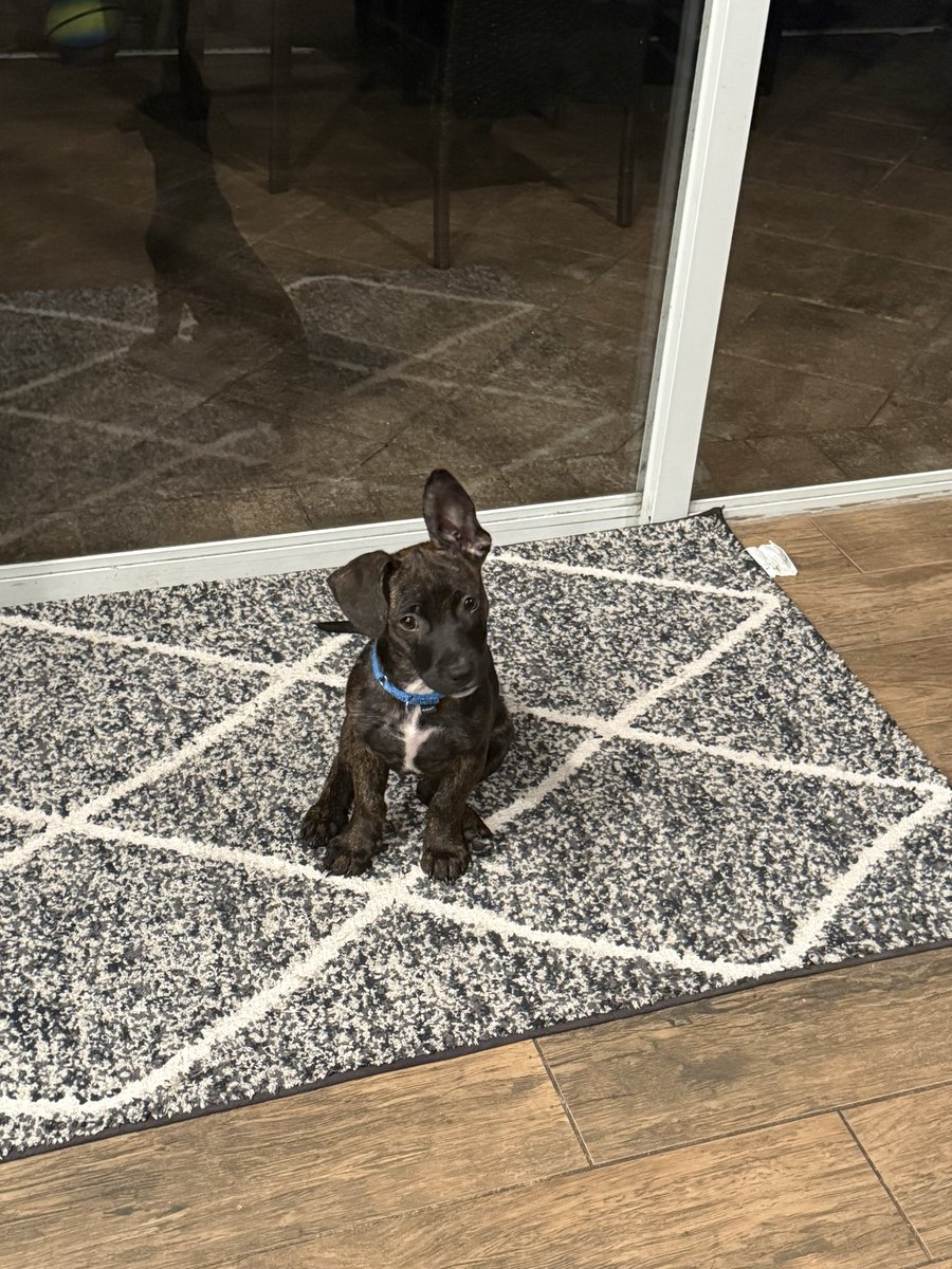 nomandatesco's tweet photo. We just adopted a dog from Big Dog Ranch Rescue— they are an amazing dog rescue. Our little pup, Ranger, is the cutest. He was returned by someone who adopted him & couldn’t handle him being just a puppy- we love him so much! God Bless Big Dog Ranch rescue & everyone fighting to save all dogs ❤️