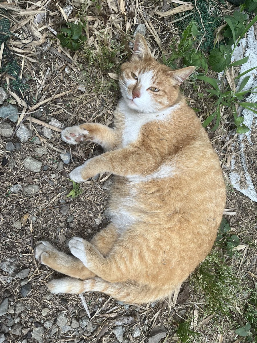 nam1oxe's tweet photo. おばーちゃん家の猫
 #猫  #おばあちゃん家 https://t.co/Nv7wazyOl7