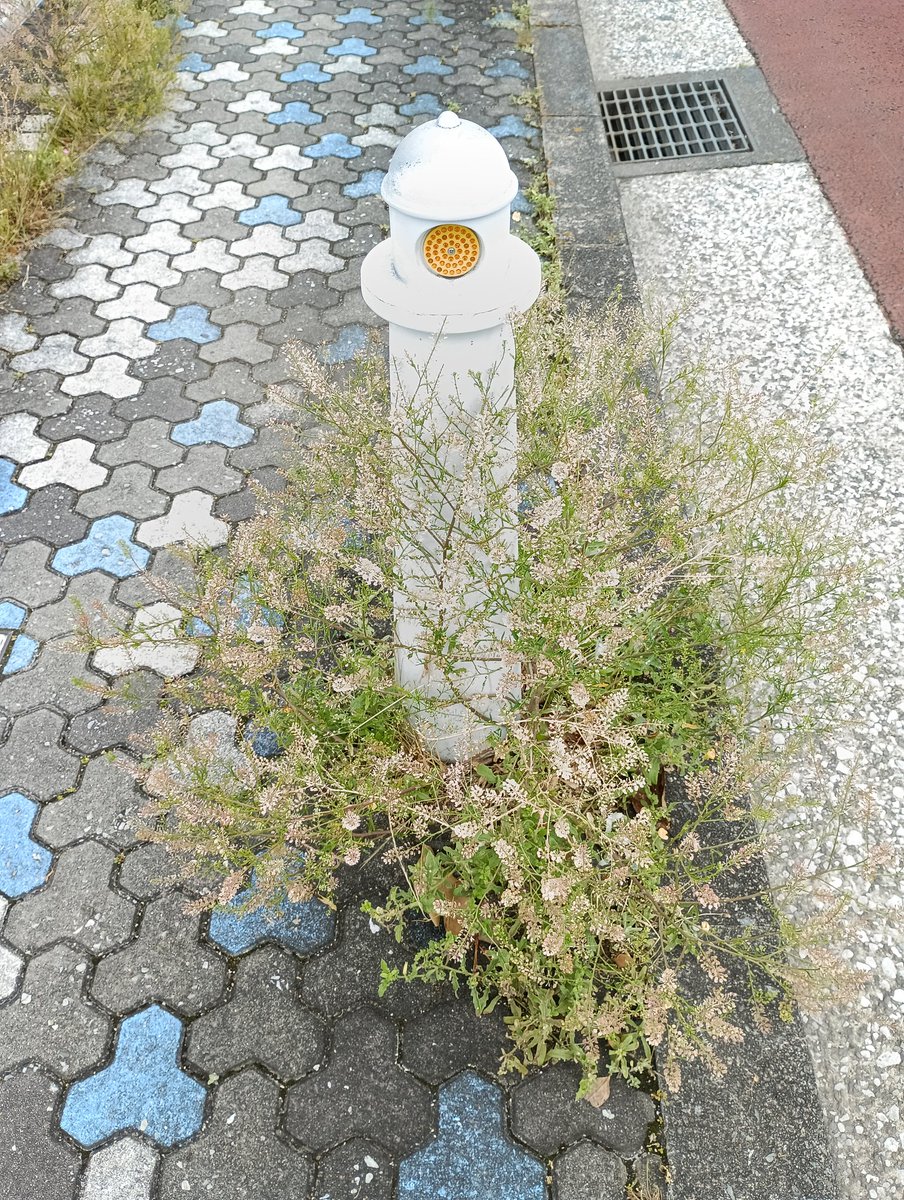 ThinaticSystem's tweet photo. おめかしエディション https://t.co/fIxRWLJ2Yv