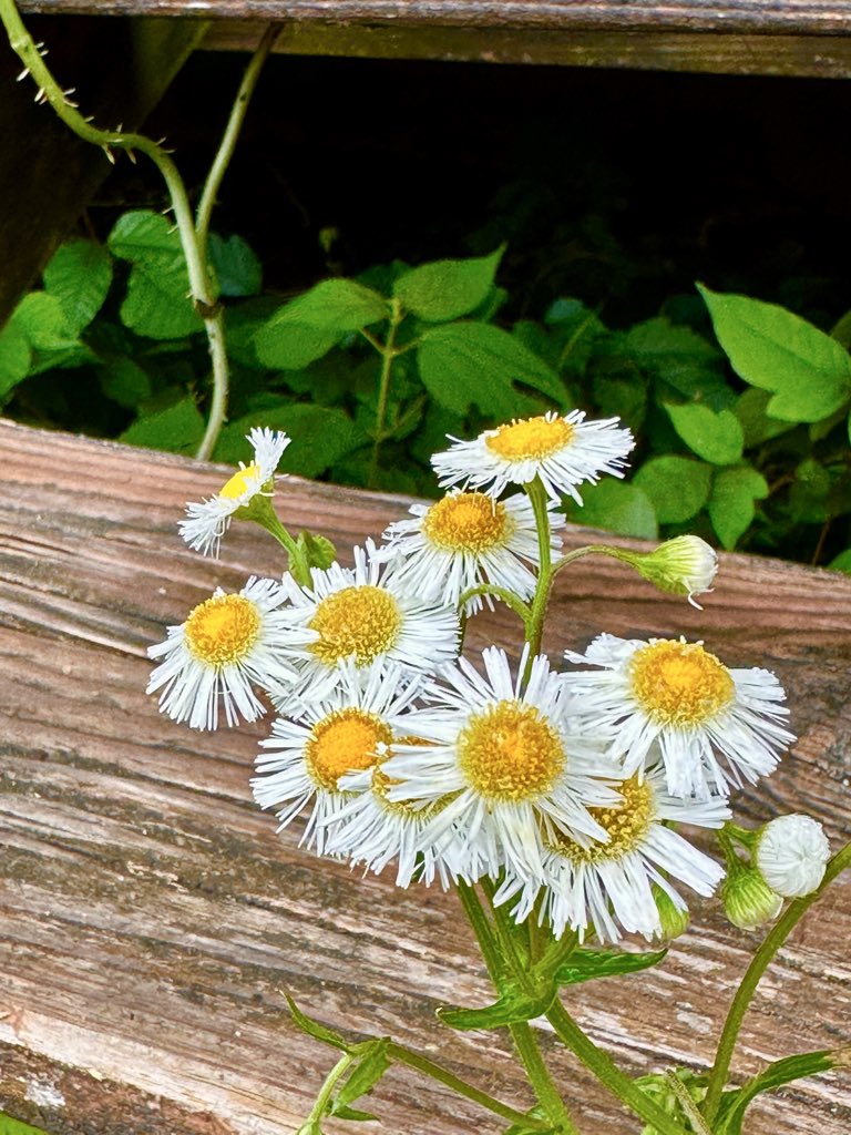 mad_breadloaf's tweet photo. Fleabane and her weed friends livin’ it up. https://t.co/ZjiXWRPGTw