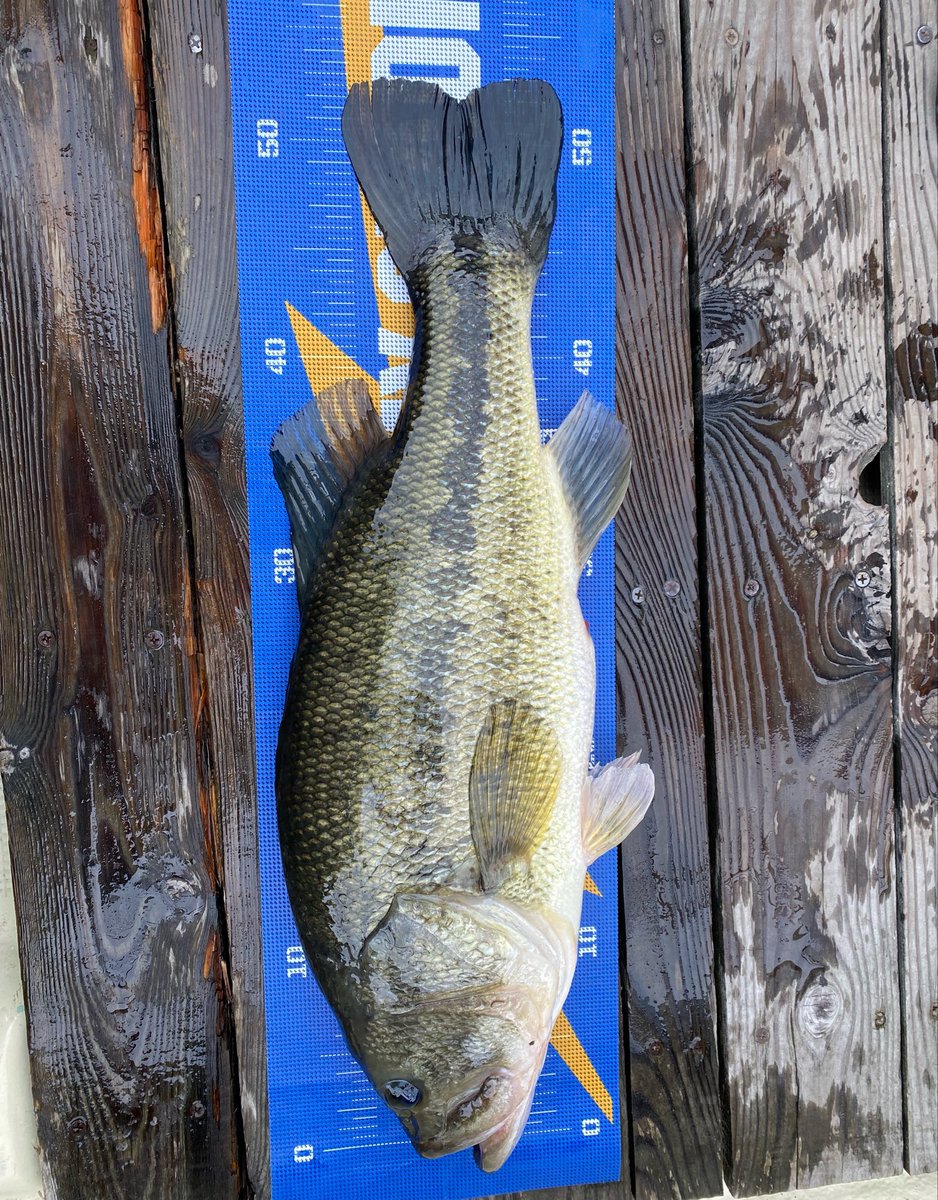 kenichio0729's tweet photo. 榛名湖ガイド出船中‼️

【５３cm２２５０g】

ゲスト様の自己記録更新フィッシュ🐟

※木&amp;メジャーシート共に、たくさん濡らしてから計測しております💧

#バス釣り
#榛名湖バス釣り https://t.co/6ZqF3EikR8