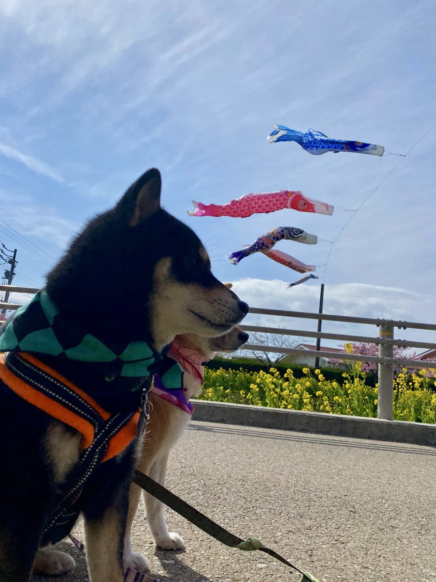 kawaiyan's tweet photo. 【柴犬マニアッククイズ】

    柴犬の散歩中に「強い風」が吹いた瞬間、愛犬が急に立ち止まってフリーズしたり、姿勢を低くして風に立ち向かうような不思議な行動をすることはあります。

    柴犬が「強い風」に対してリアクションをとる一番の理由は何でしょう？

1. 立ち耳の構造上、風が吹くと耳の中で「ゴーーッ」という不快な重低音が増幅されてパニックになるため

2. 日本犬としての猟犬の本能が働き、風で運ばれてくる野生動物の臭いを一瞬で嗅ぎ分けようと集中するため

3. 柴犬の「ダブルコート」の密度が非常に高いため、風が逆立つと皮膚が引っ張られて痛みや違和感を感じるため

4. 縄張り意識が強いため、自分の体の輪郭を揺らす「風」という目に見えない存在を敵とみなして威嚇しているため

5. 視力がそこまで良くない柴犬にとって、風で激しく揺れる草木やゴミが「動く天敵」に見えて警戒モードに入るため

#柴犬マニアッククイズ
