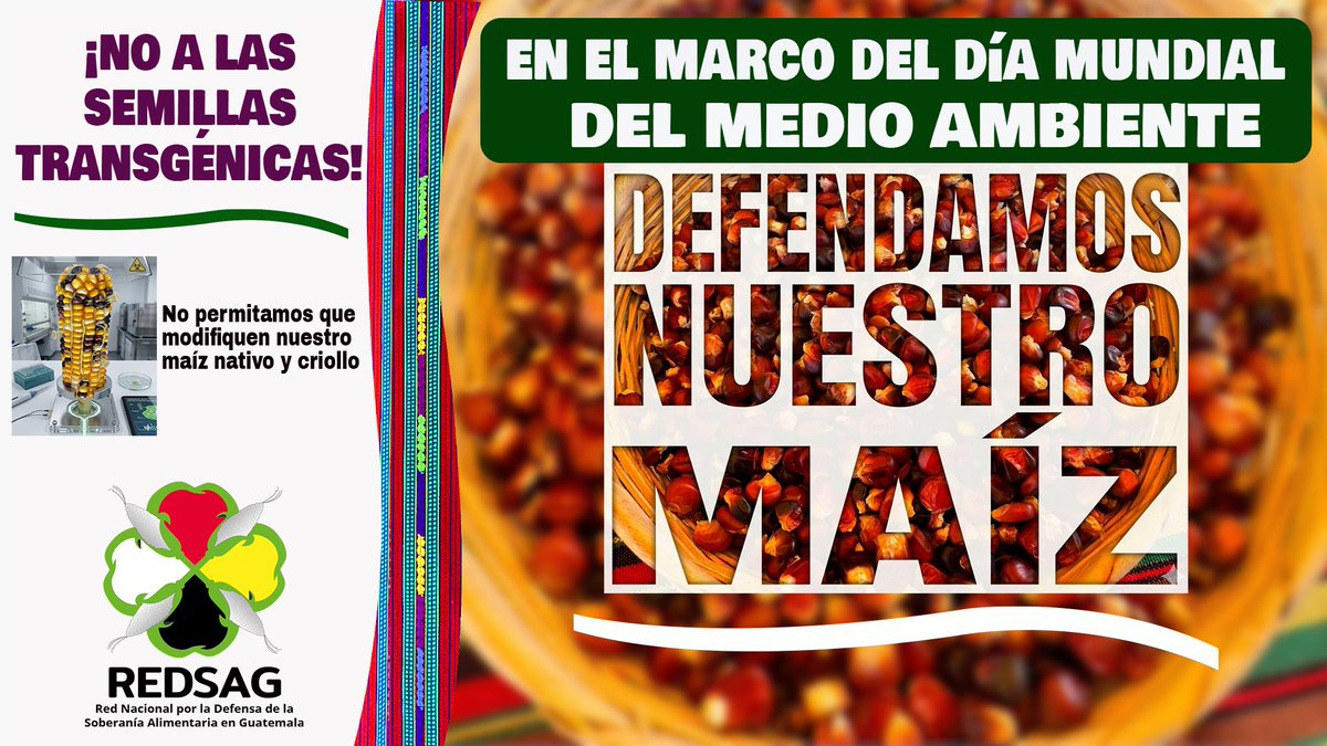 REDSAG_'s tweet photo. El maíz nativo no necesita ser modificado, necesita protección, no necesita de paquetes tecnológicos, necesita fertilización orgánica. Conservar el medio ambiente, es conservar la vida y las semillas nativas y criollas. 5 de junio ¨Día Mundial del Medio Ambiente¨ https://t.co/xOUC8pzbMR