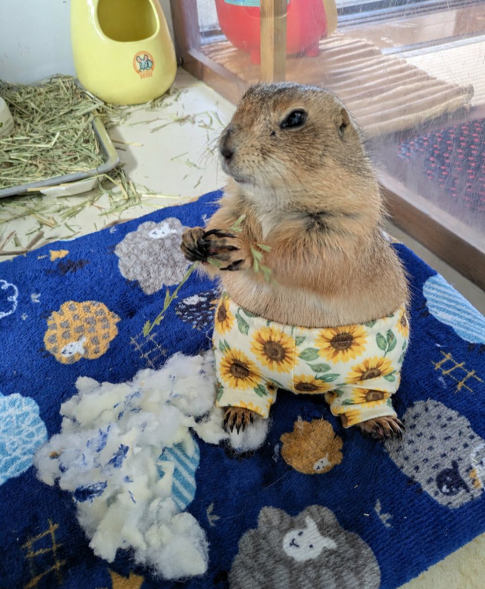 bnh_animal's tweet photo. みんなみたいに
スパッツにならないで
ただのパンツになるのはなぜ？ https://t.co/WwEEtxVnDg