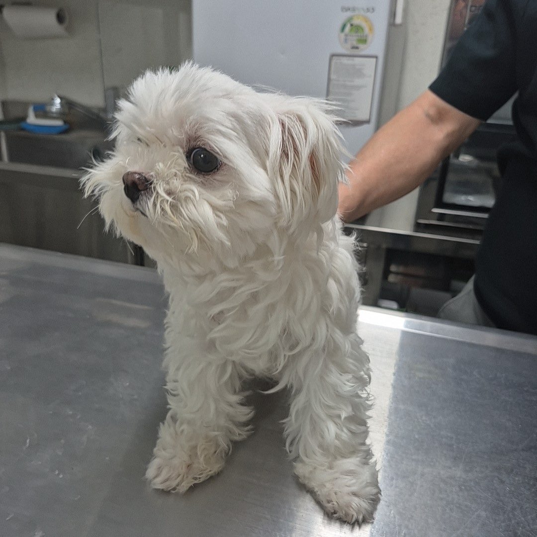 inthej12's tweet photo. 이 아이 지금 보호소에 있어요 🐾

어딘가 주인을 기다리고 있을 텐데..
혹시 아는 분 계신가요?

전국 유기동물 지도에서 내 주변
보호소 동물들을 바로 확인할 수 있어요

🔗 https://t.co/U5BnqZu7rC
프로필 링크에서 확인하세요

#유기동물 #유기견입양 #보호소강아지 #강아지스타그램 #반려동물 https://t.co/rkfB3XLHAz