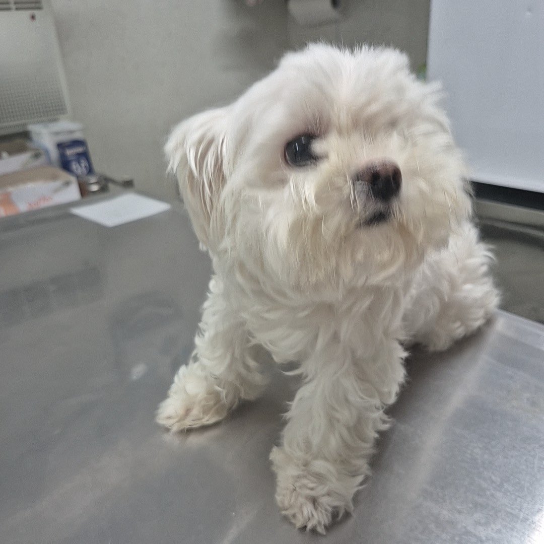 inthej12's tweet photo. 이 아이 지금 보호소에 있어요 🐾

어딘가 주인을 기다리고 있을 텐데..
혹시 아는 분 계신가요?

전국 유기동물 지도에서 내 주변
보호소 동물들을 바로 확인할 수 있어요

🔗 https://t.co/U5BnqZu7rC
프로필 링크에서 확인하세요

#유기동물 #유기견입양 #보호소강아지 #강아지스타그램 #반려동물 https://t.co/rkfB3XLHAz