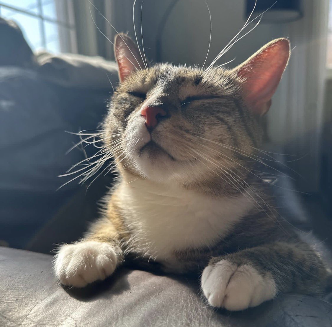 francesandfam's tweet photo. This happy little furry face right here is the reason why I’m still here. https://t.co/O1XIw26Dm5
