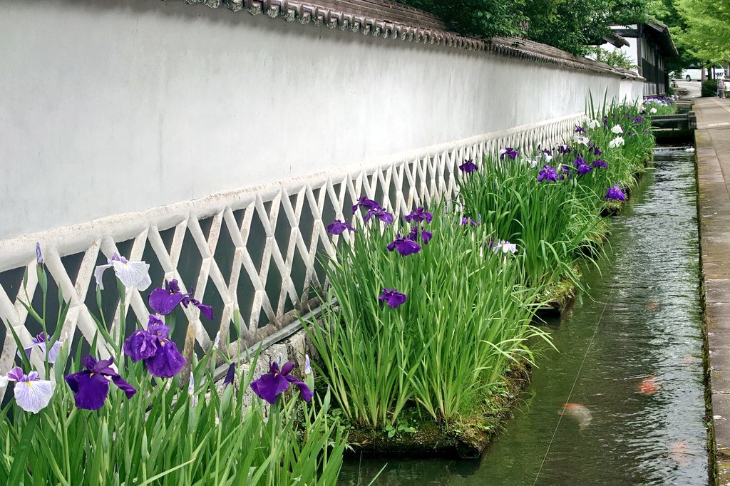 tsuwanok's tweet photo. 津和野の観光を代表する景色のひとつ、
殿町通りの菖蒲が見頃を迎えています

今週末はぜひ津和野にお越しくださいませ！ https://t.co/e7ZCv8ZwUM