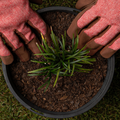 rocknsoil's tweet photo. 🌏 World Environment Day

Healthy gardens start with healthy soil.

Using quality garden soil, compost and mulch can help create thriving landscapes while supporting sustainable gardening practices.

#WorldEnvironmentDay #GardenSoil #BrisbaneLandscaping https://t.co/UFjWmeQkeb