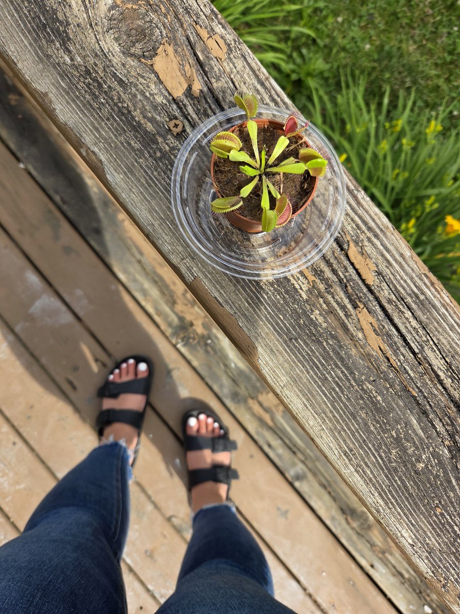 DakotaSeven7's tweet photo. My new favorite combo, plant and pretty toes 😇 enjoying sunshine ☀️🌞
#feetforsale #topsoffeet #PlantHappiness #seller #whitetoes #sunshine https://t.co/c32qBFerLC