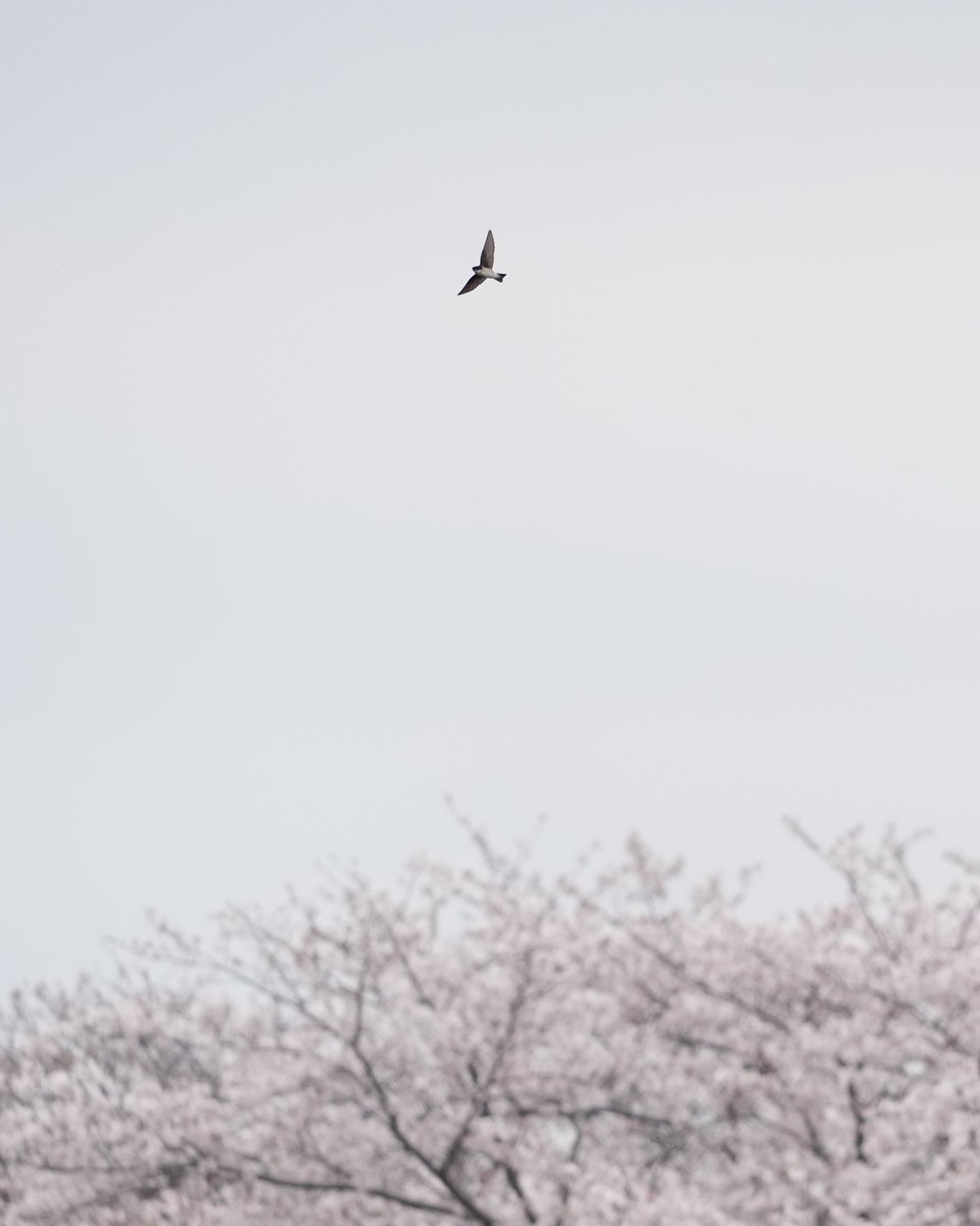 poccali's tweet photo. 桜絡み…という事にしておく（4月撮影） https://t.co/DYfRkKS202