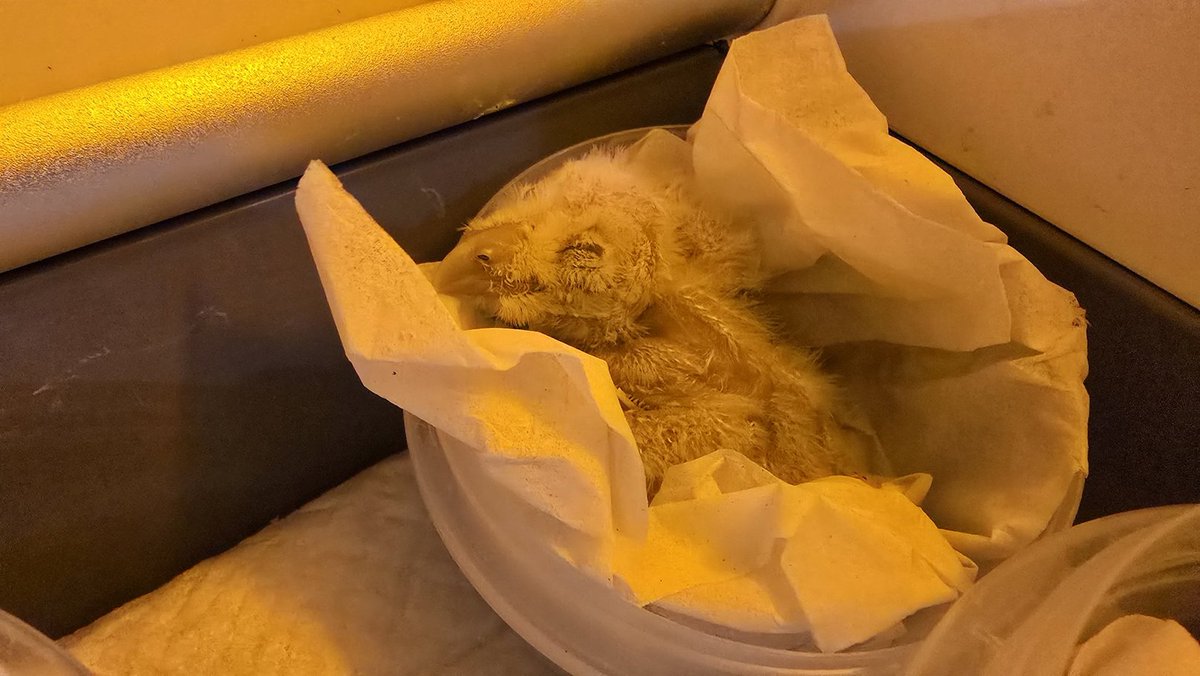 ltdfukurou's tweet photo. メンフクロウのヒナ、本日より展示を開始しました！
真っ白な綿毛を纏った姿はまさに天使です。
現在、お迎え希望の方を募集中です。 
販売価格：60,500円（税込） 
詳細は公式LINE・店頭にてご案内します！ 
#ふくろうの家 #メンフクロウ #猛禽類 https://t.co/1nWRh3MqY2