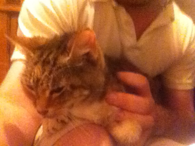 skysoundfanatic's tweet photo. It's Hug Your Cat Day so here's my tortoiseshell kitty Peanut again β I brought this stray one home over 16 years ago on May 27, 2010 and she's a personal favorite π±ππ #HugYourCatDay https://t.co/FxwyJzP1Uv