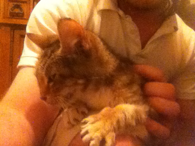 skysoundfanatic's tweet photo. It's Hug Your Cat Day so here's my tortoiseshell kitty Peanut again β I brought this stray one home over 16 years ago on May 27, 2010 and she's a personal favorite π±ππ #HugYourCatDay https://t.co/FxwyJzP1Uv