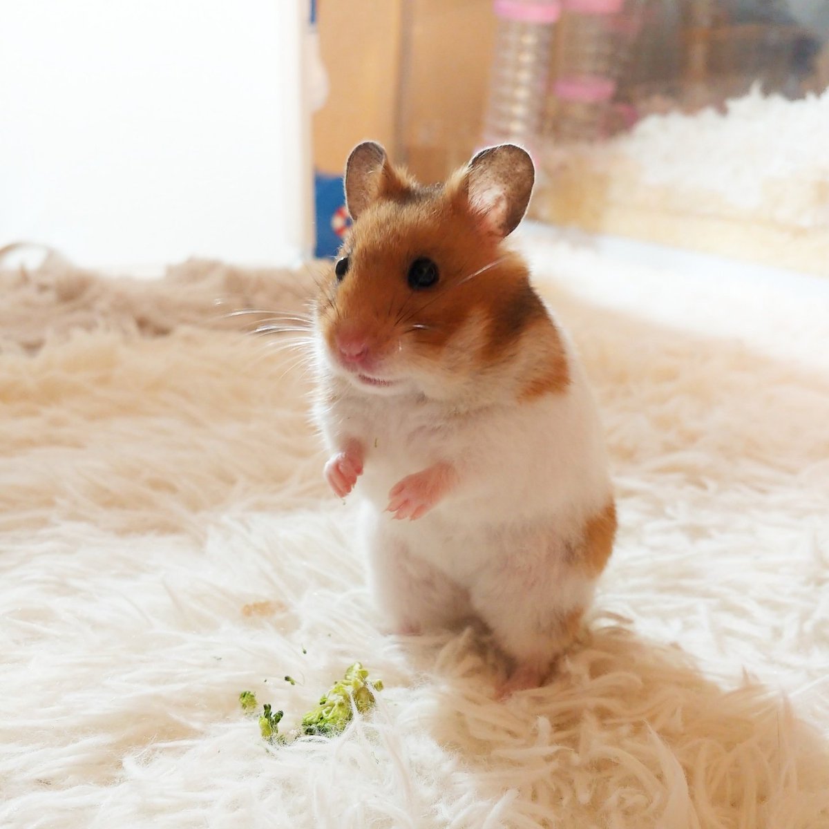 チッチの飼い主 tweet media