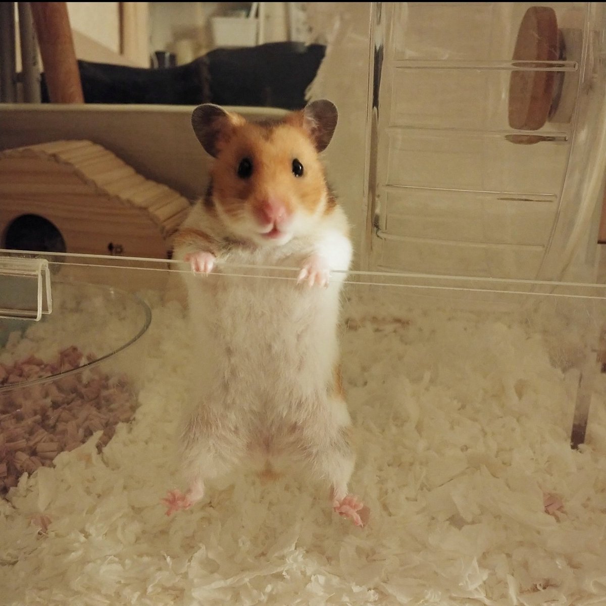 チッチの飼い主 tweet media
