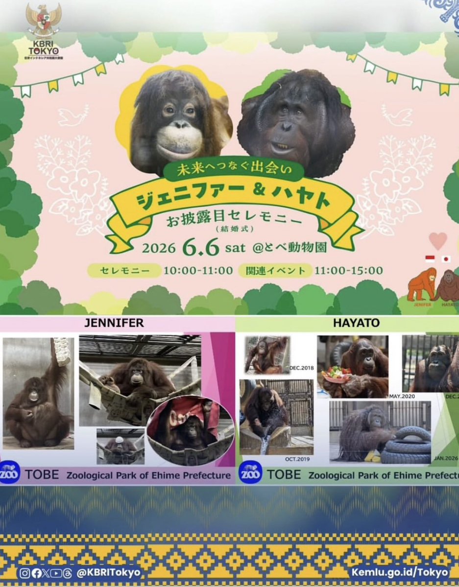 insidefolkative's tweet photo. "Pernikahan" orangutan Jennifer dan Hayato diumumkan KBRI Tokyo di Tobe Zoo Jepang. https://t.co/WaQfahXTvi