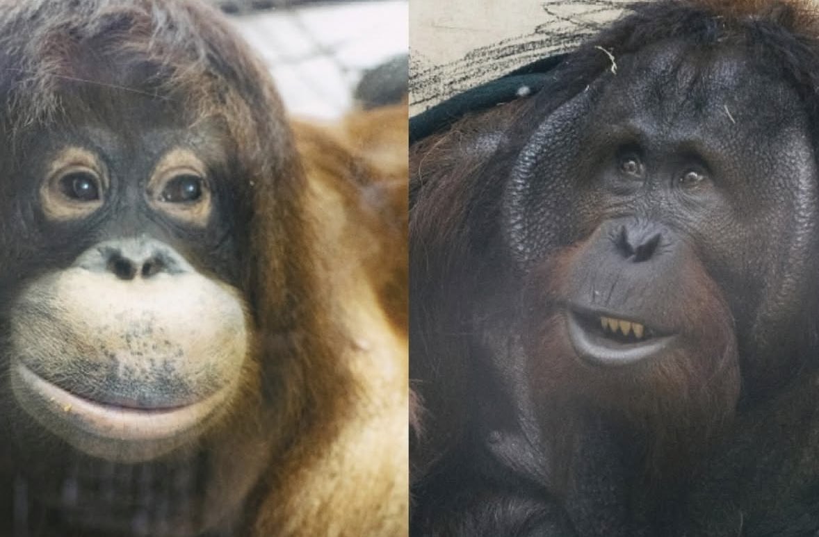 insidefolkative's tweet photo. "Pernikahan" orangutan Jennifer dan Hayato diumumkan KBRI Tokyo di Tobe Zoo Jepang. https://t.co/WaQfahXTvi