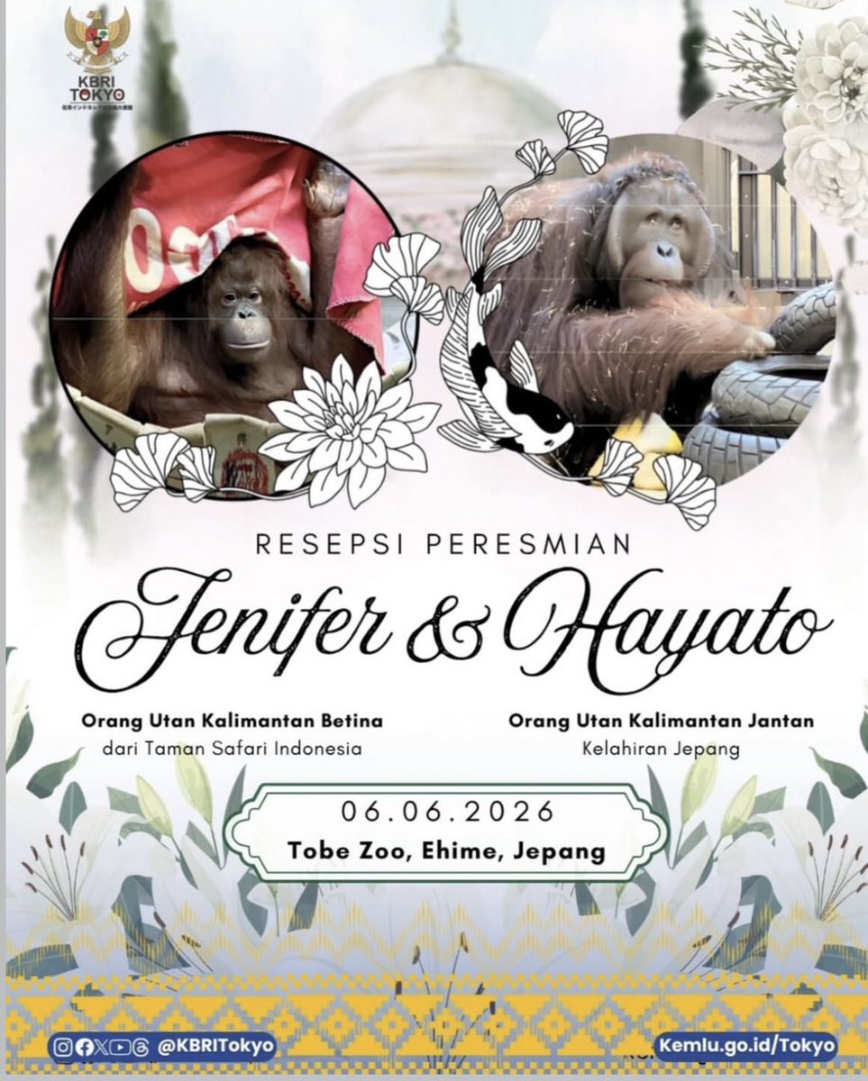 insidefolkative's tweet photo. "Pernikahan" orangutan Jennifer dan Hayato diumumkan KBRI Tokyo di Tobe Zoo Jepang. https://t.co/WaQfahXTvi