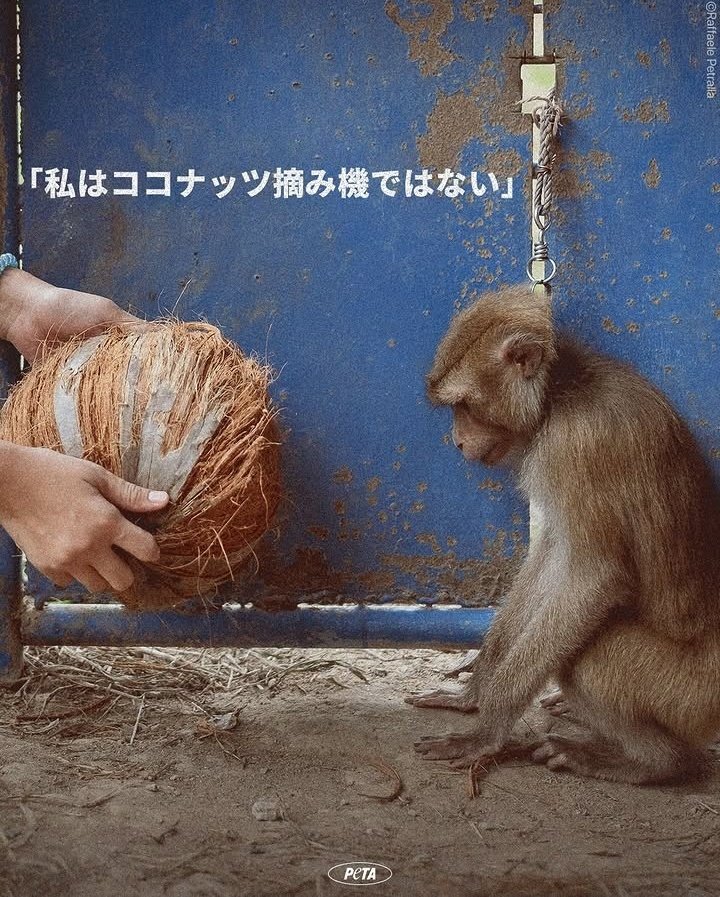 sonnyaonwanko's tweet photo. タイのココナッツ農場

劣悪な環境でサルを飼育し
強制的に労働させ収穫にサルを使い
これを「伝統」と言う

日本の上げ馬同様
伝統や 歴史って言えば 動物虐待は
何でも許されるのか？

欧米などでは動物虐待だとして
タイ産ココナッツ製品の不買運動も起きてる

さて日本は？ https://t.co/SfDM4z6ik6