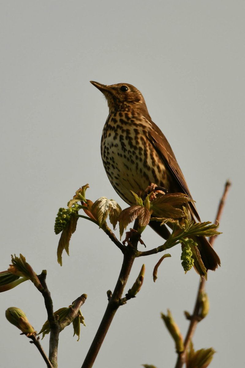 nealesmithworld's tweet photo. Song Thrush 
Bude Cornwall 〓〓
#Bude #Cornwall 
#SongThrush https://t.co/rMJCn05AoB
