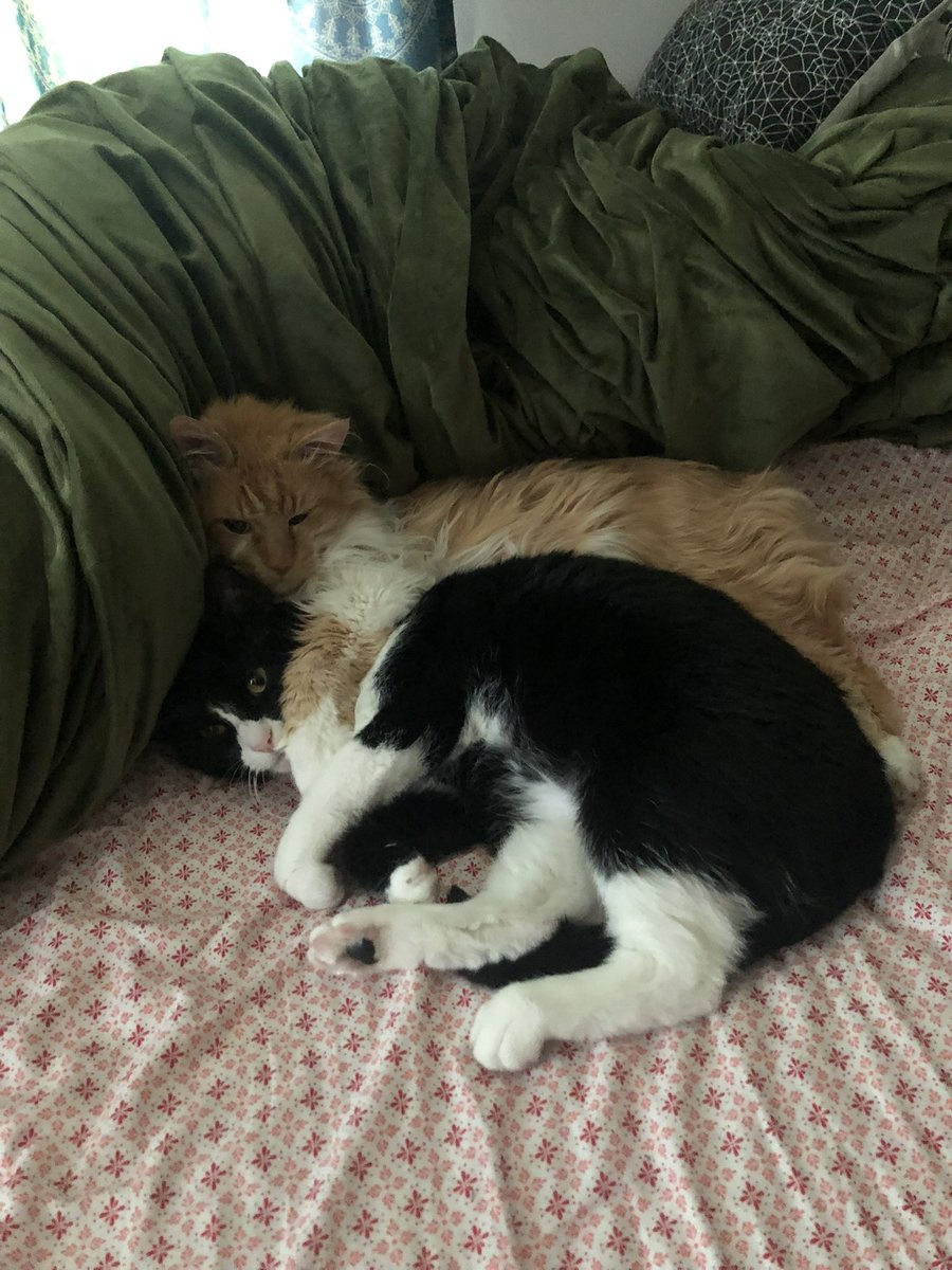 AgentShagwell's tweet photo. I hope they’re keeping a spot warm for me for when we meet again 🖤🌈 https://t.co/YXFwVpbFt9