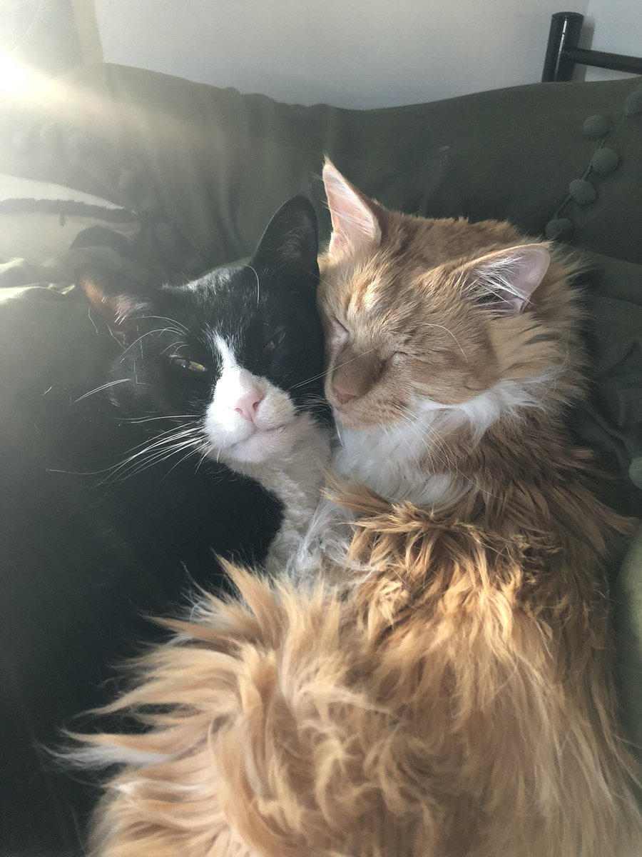 AgentShagwell's tweet photo. I hope they’re keeping a spot warm for me for when we meet again 🖤🌈 https://t.co/YXFwVpbFt9