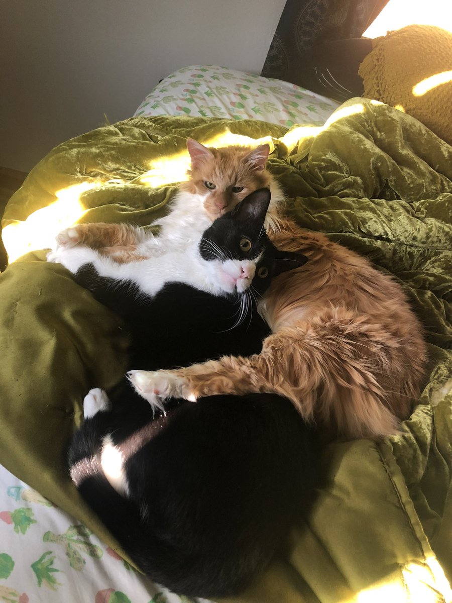 AgentShagwell's tweet photo. I hope they’re keeping a spot warm for me for when we meet again 🖤🌈 https://t.co/YXFwVpbFt9
