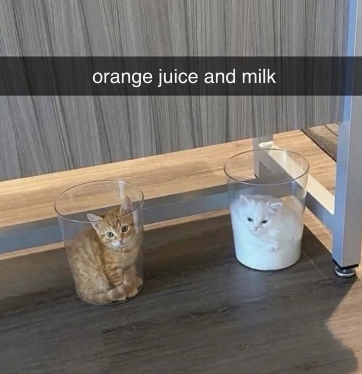 Cat Lovers 🐈 (@cats_auras) / Posts and Replies / X