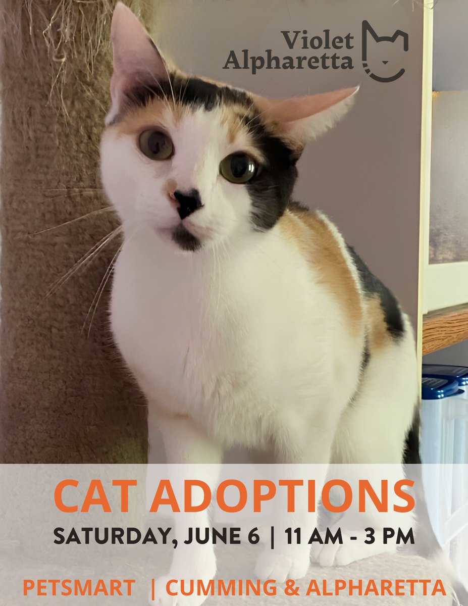 FeralCatProgram's tweet photo. 🧡June is Adopt a Cat Month and we can’t think of a better time to adopt—can you?
We’ll be at PetSmart in Cumming &amp; Alpharetta on Saturday from 11 AM - 3 PM. Stop by to meet these cuties and change a life forever!🤩
#fcpga #WeSaveCats #PetSmartCharities #AdoptACatMonth https://t.co/CESbPgFOf7
