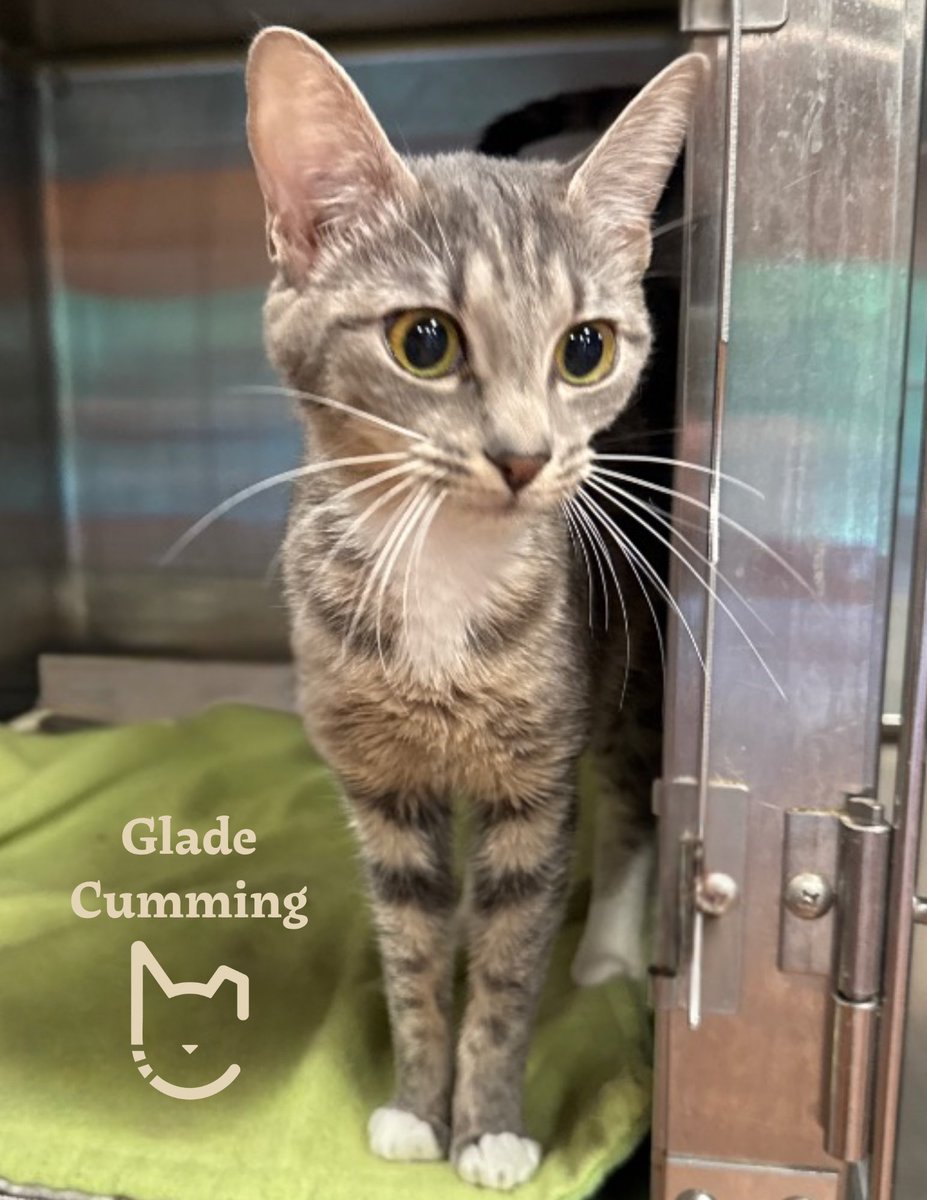 FeralCatProgram's tweet photo. 🧡June is Adopt a Cat Month and we can’t think of a better time to adopt—can you?
We’ll be at PetSmart in Cumming &amp; Alpharetta on Saturday from 11 AM - 3 PM. Stop by to meet these cuties and change a life forever!🤩
#fcpga #WeSaveCats #PetSmartCharities #AdoptACatMonth https://t.co/CESbPgFOf7