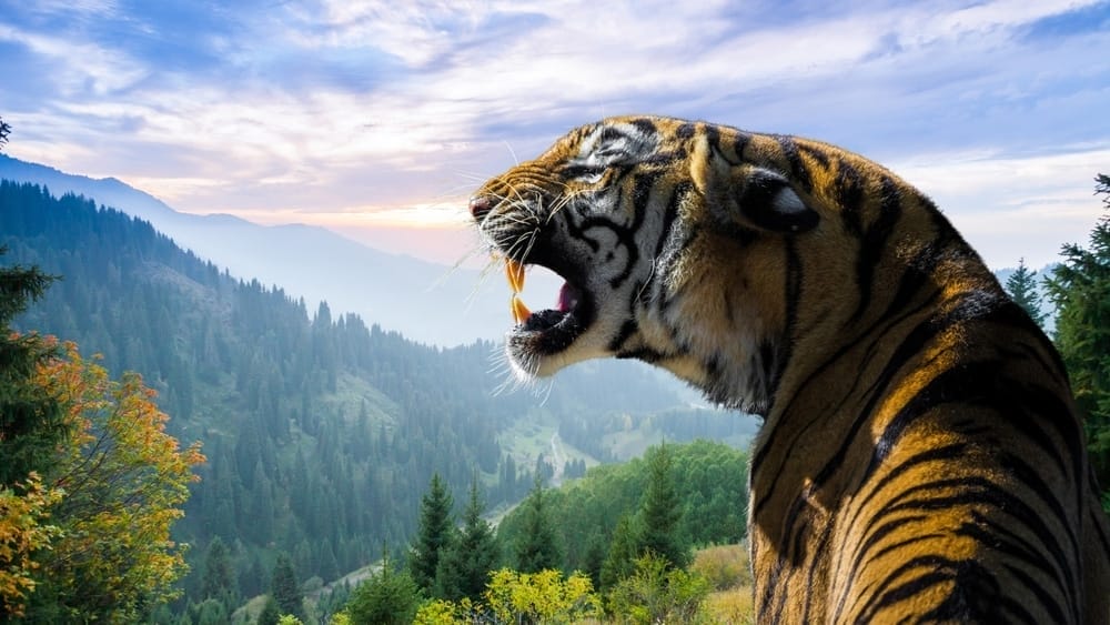 Bengal Tiger tweet media