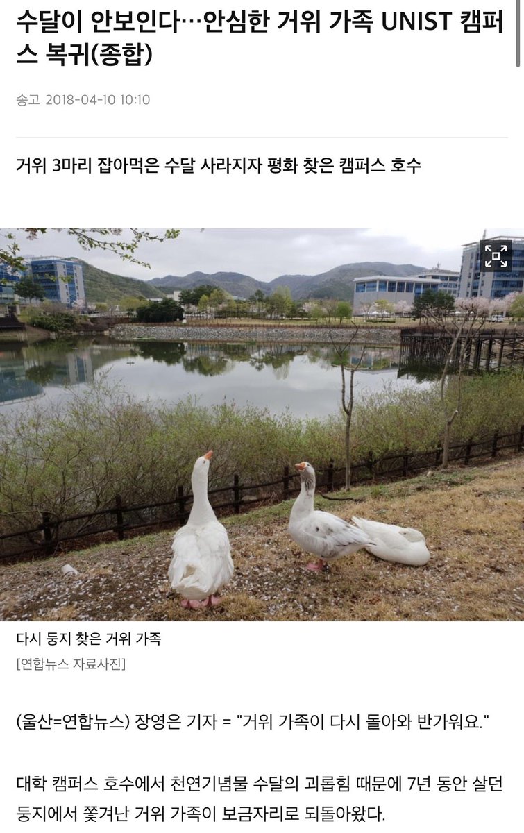 youbiekwanwoo's tweet photo. 유니스트에 거위 7마리살앗는데 수달이 3마리잡아먹어서 거위가족 긴급이사가고 
글고 다음해에 수달안보여서 돌아옴 https://t.co/g5hBVcl8sR