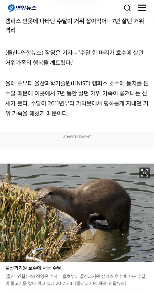 youbiekwanwoo's tweet photo. 유니스트에 거위 7마리살앗는데 수달이 3마리잡아먹어서 거위가족 긴급이사가고 
글고 다음해에 수달안보여서 돌아옴 https://t.co/g5hBVcl8sR