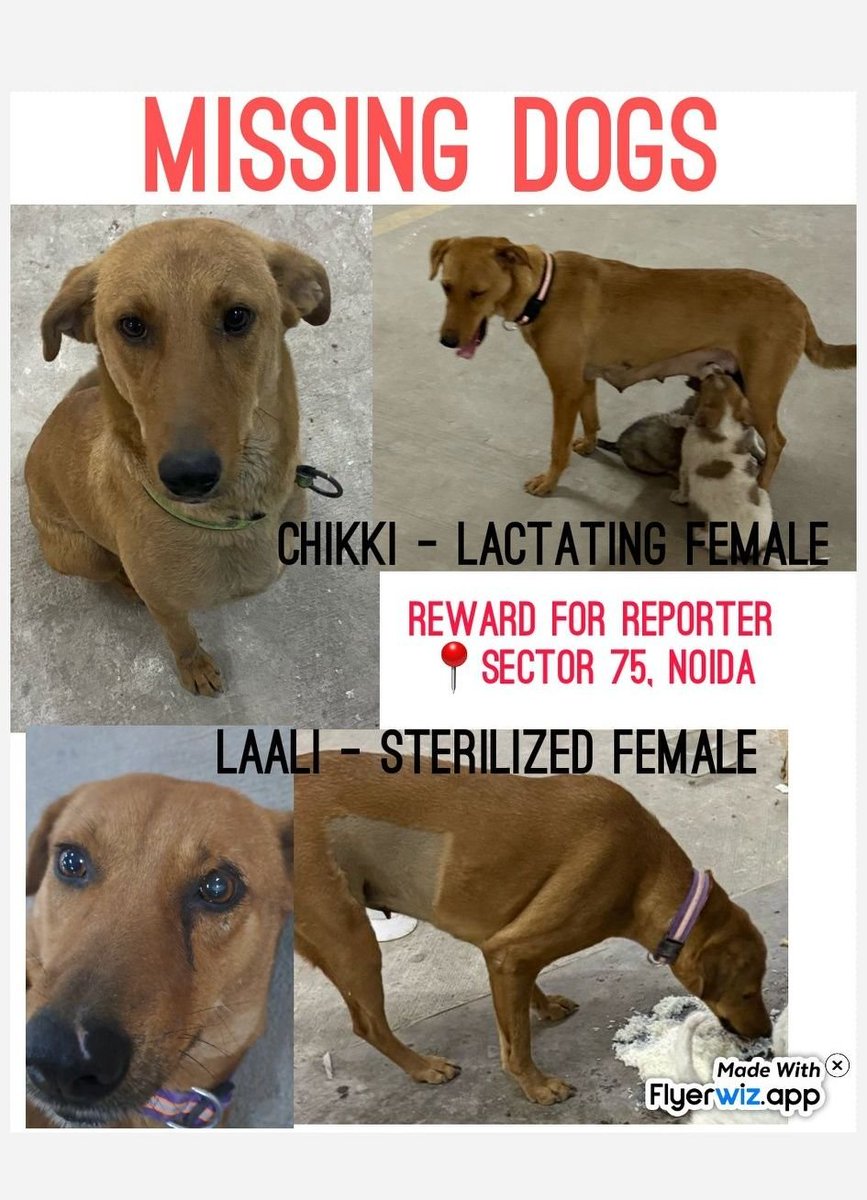 dilthi_gujarati's tweet photo. https://t.co/gCWFtPfraq

Two puppies were killed and Two adult female dogs with one puppy were relocated from Ivy County, Sector 75, NOIDA, (21/03/2025). 

Attaching pictures of the dogs

- Lactating mother: Chikki, brown fur, wearing black collar, very timid nature

- Sterilized female: Laali, reddish brown fur, ear clipped, wearing purple collar, very timid nature

- 40 days old puppy

Chikki had three puppies, and on 20th night, all three were relocated near the society. Unfortunately, two of them DIED on the road within a few hours. We don't know whether they were poisoned or they just came under a vehicle. One puppy was rescued and shifted back to the basement of Ivy County by one of the caretakers. Later that night, the puppy was taken by someone in a vehicle, with both female dogs chasing after the vehicle. Taking advantage of this, the GDX guards relocated all three dogs to a distant location. We have searched extensively around Sector 75 but haven't found them. Please help us locate the dogs before the maintenance staff deletes the footage. We are sure that this was done by the GDX guards stationed at Ivy County. Rajiv Mishra, the manager of IVY COUNTY, has killed dogs before as well, nearby shelters are aware of that, he was warned before by the nearby shelters but he keep on doing this cruelty, they have changed the security staff as well overnight.