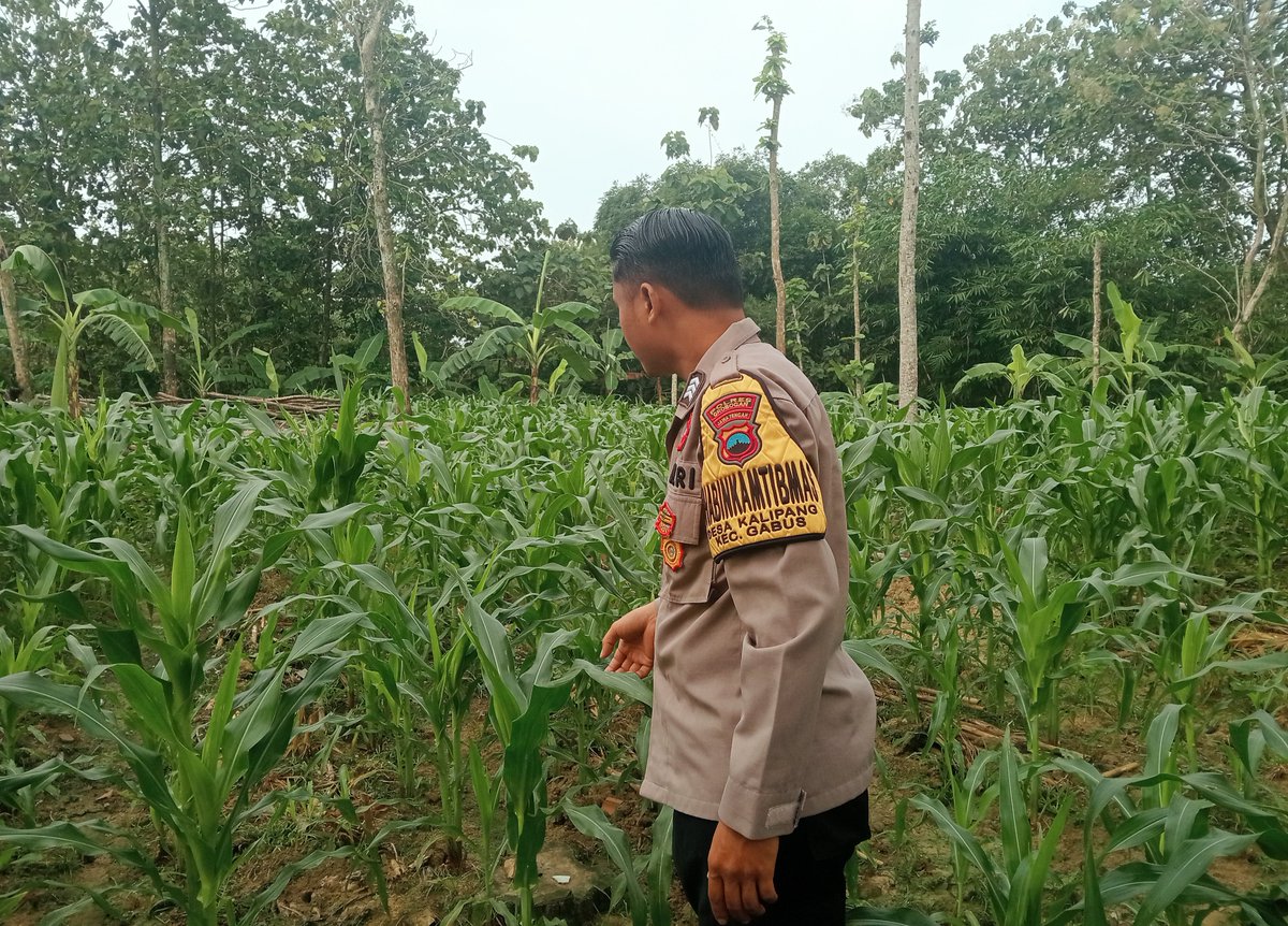 Polsekgabus_'s tweet photo. Bhabinkamtibmas Desa Kalipang Polsek Gabus Brigpol Dedy Cristiawan, S.H. mendukung Ketahanan Pangan melaksanakan Pengecekan tanaman di Desa Binaan 
#SWASEMBADAPANGAN #KETAHANANPANGAN 
#POLDAJATENG
#POLRESGROBOGAN https://t.co/aG1XAp69pB