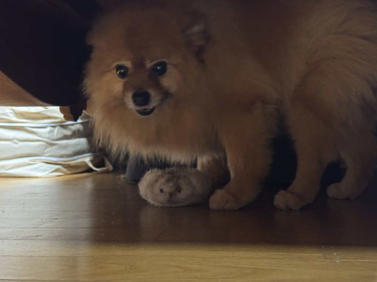 Ham_star_jjam's tweet photo. 사자마자 강쥐한테 뺏김 시불ㅠㅠㅠㅠㅠ https://t.co/7DehQ5mbjW