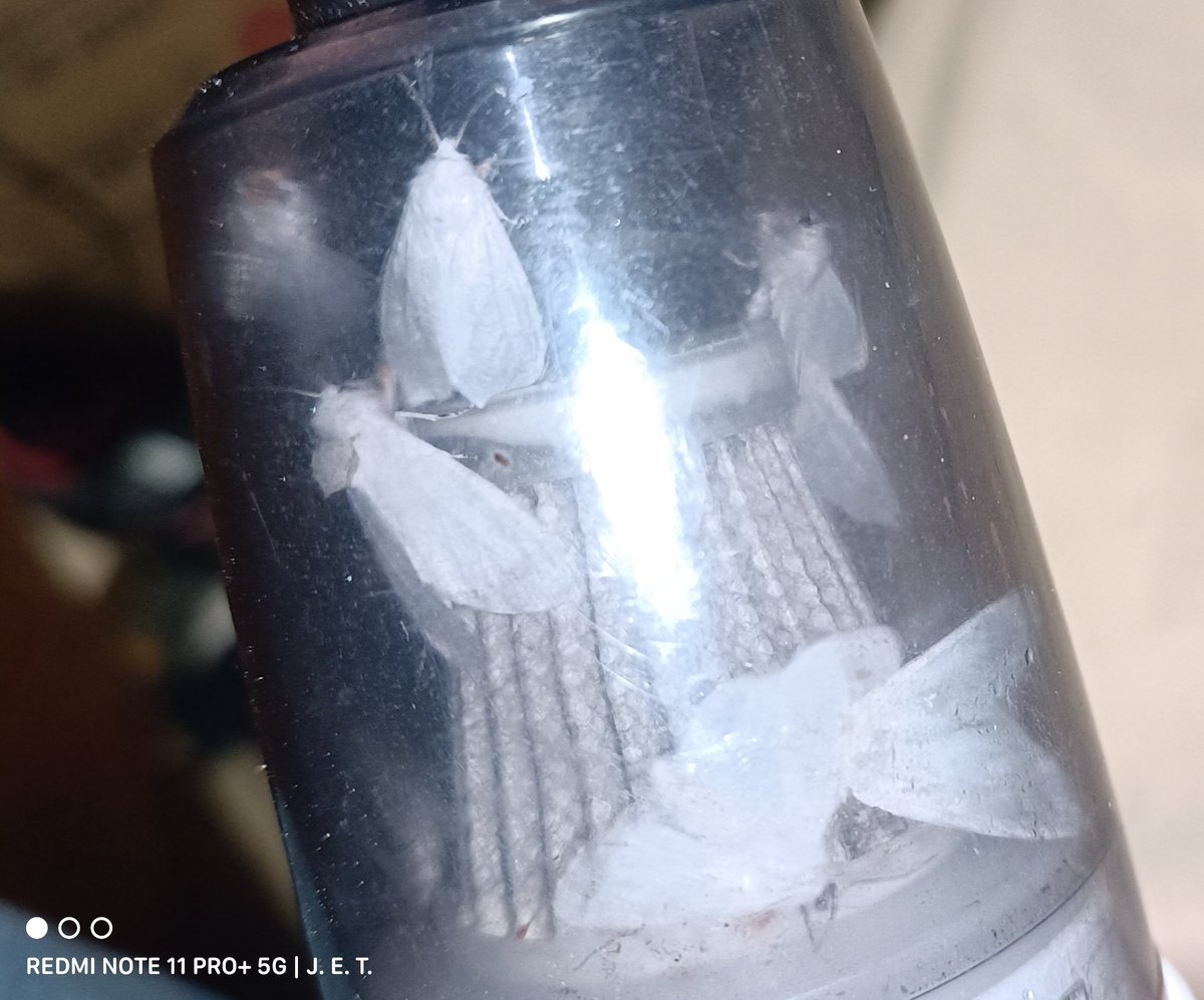 JoseETutorials's tweet photo. Alguien sabe que rayos con estas palomillas o polillas blancas? Andan miles en mi casa y me están enloqueciendo. Las atrape en mi mini aspiradora y la dejare ir mañaan lejos de casa. https://t.co/NW5dYikWzG