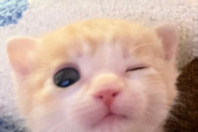 cats 🐈 tweet media