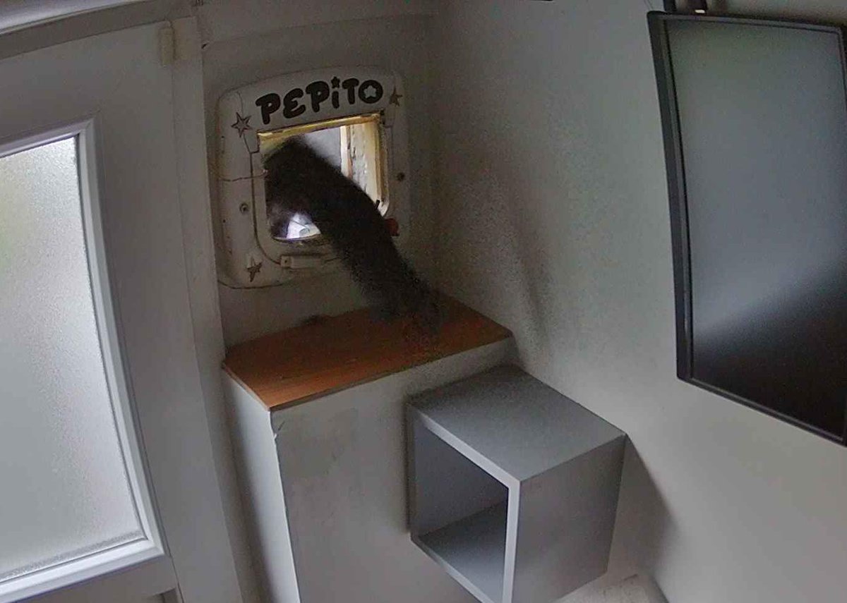 PepitoTheCat's tweet photo. Pépito is out (05:51:17) https://t.co/E9oGv473eI