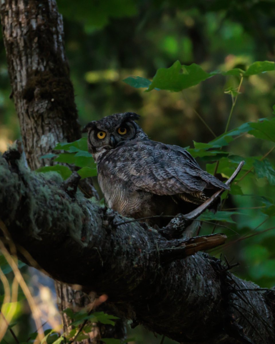 SceneKidSanta's tweet photo. great horned owl pupils going wild https://t.co/niYtEatqj3