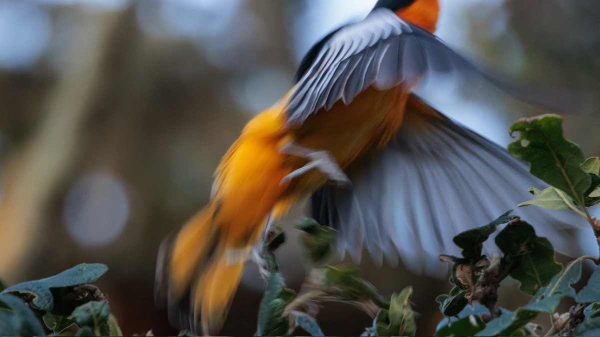 SceneKidSanta's tweet photo. bullock's oriole being a dick https://t.co/Bo1APJ1cFO