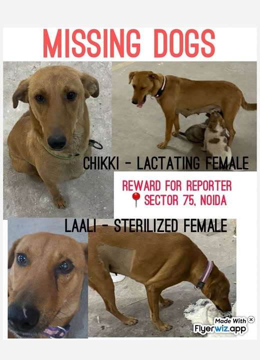 dilthi_gujarati's tweet photo. Karma Hits Back

https://t.co/gCWFtPfraq

Two puppies were killed and Two adult female dogs with one puppy were relocated from Ivy County, Sector 75, NOIDA, (21/03/2025). Attaching pictures of the dogs

- Lactating mother: Chikki, brown fur, wearing black collar, very timid nature

- Sterilized female: Laali, reddish brown fur, ear clipped, wearing purple collar, very timid nature

- 40 days old puppy

Chikki had three puppies, and on 20th night, all three were relocated near the society. Unfortunately, two of them DIED on the road within a few hours. We don't know whether they were poisoned or they just came under a vehicle. One puppy was rescued and shifted back to the basement of Ivy County by one of the caretakers. Later that night, the puppy was taken by someone in a vehicle, with both female dogs chasing after the vehicle. Taking advantage of this, the GDX guards relocated all three dogs to a distant location. 

We have searched extensively around Sector 75 but haven't found them. Please help us locate the dogs before the maintenance staff deletes the footage. We are sure that this was done by the GDX guards stationed at Ivy County. 

The manager of IVY COUNTY, has killed dogs before as well, nearby shelters are aware of that, he was warned before by the nearby shelters but he keep on doing this cruelty, they have changed the security staff as well overnight.