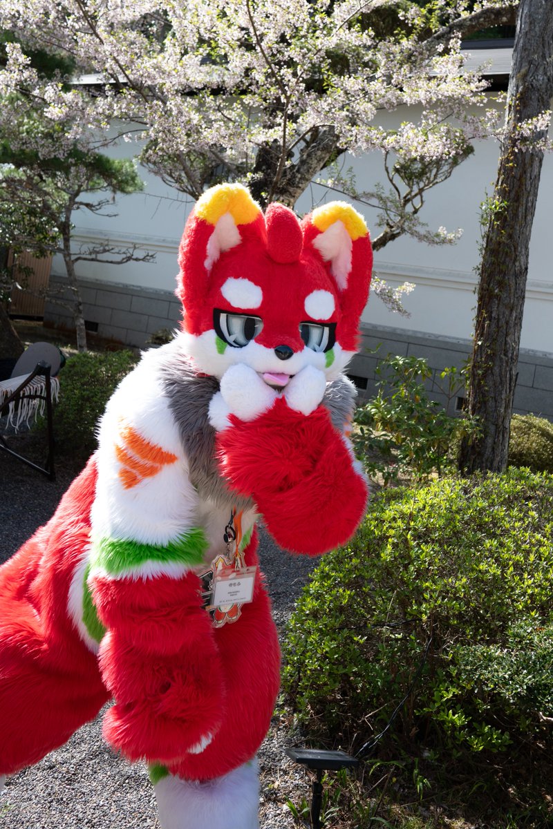 KemoTanuki's tweet photo. ポーズがめっちゃ印象的だったイヲリくん

#寺もふ11
#FursuitsFriday https://t.co/sa36SFisOG