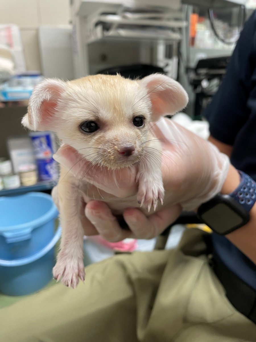 InokashiraZoo's tweet photo. 5月27日【生後28日目】

人工哺育中の #フェネック🦊
離乳食を食べ終わって落ち着いているところです。

ぐいぐい前に出ながら食べるので口の周りが汚れてしまいます。体重は236gになり、倒れていた耳が起き上がってきました。

#すくすくフェネック #文化園の動物たち

https://t.co/r4cGwb3WWH https://t.co/b6RMPDAfwu