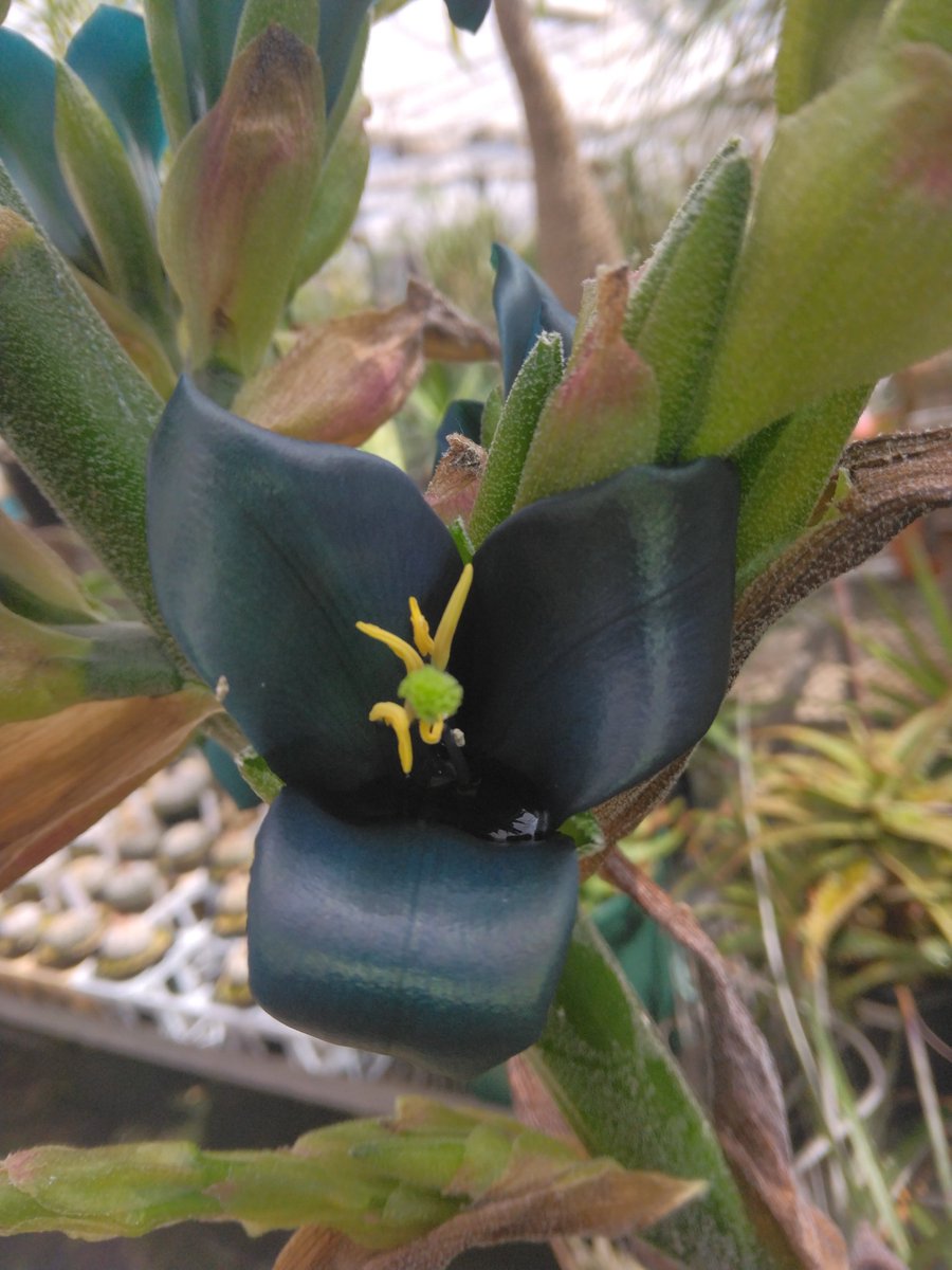 Avajava2's tweet photo. Puya alpestris１号開花😂実生９年！

見た瞬間頭に頭に浮かんだのは…某塗料の｢鯖ブルー｣🤣🤣🤣

細川洋蘭農園に展示してありますので来店の際は見てやってください😂 https://t.co/FuDF4CajcO