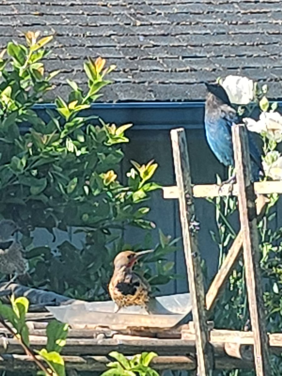 HankfromOregon's tweet photo. @PaulMarcoe This is the one that visits our place. He is getting a little bit social. The Jay is giving him first go at the feeder. https://t.co/3LAPsm2xbJ