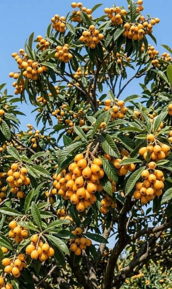 Tjhe_is's tweet photo. What do you call these fruits in your local language?? https://t.co/rZZKzJG2rj