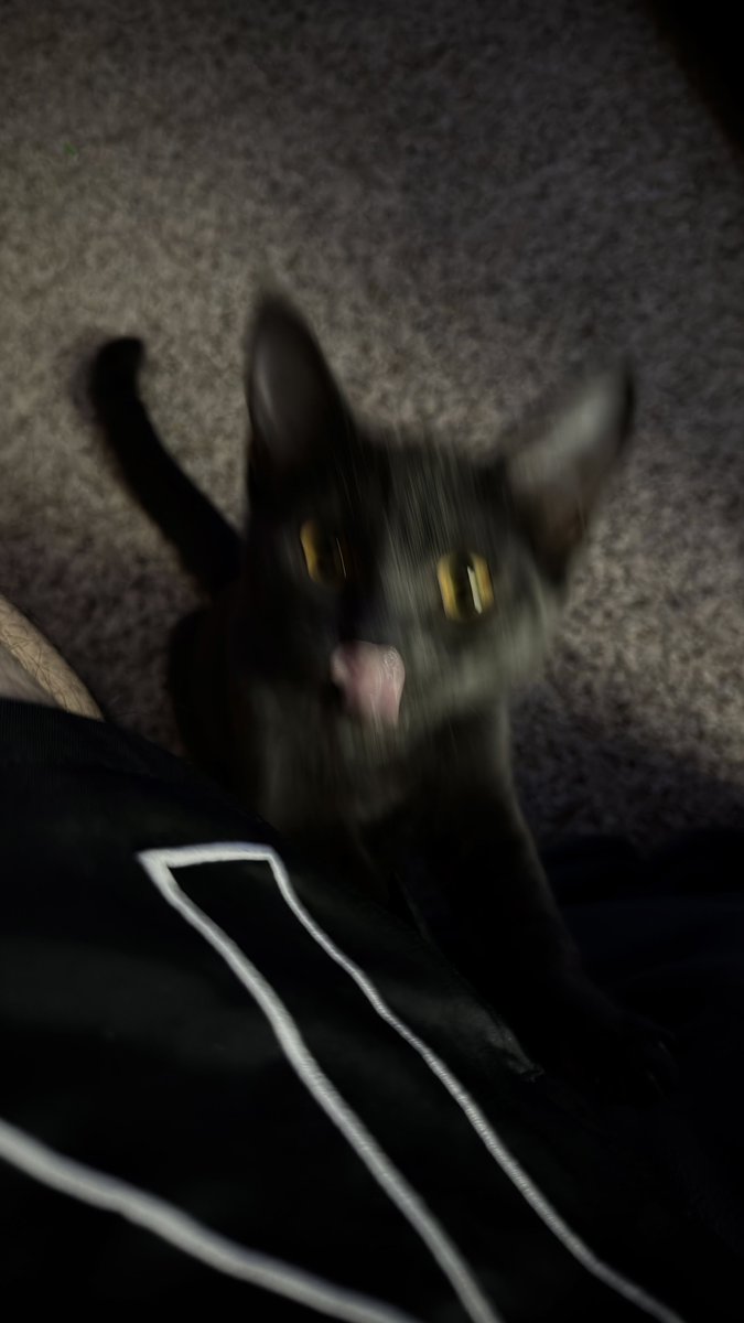 jaydiablito's tweet photo. i’ve only had her for about a week and i’d already die for her https://t.co/DeN0yQH3YN