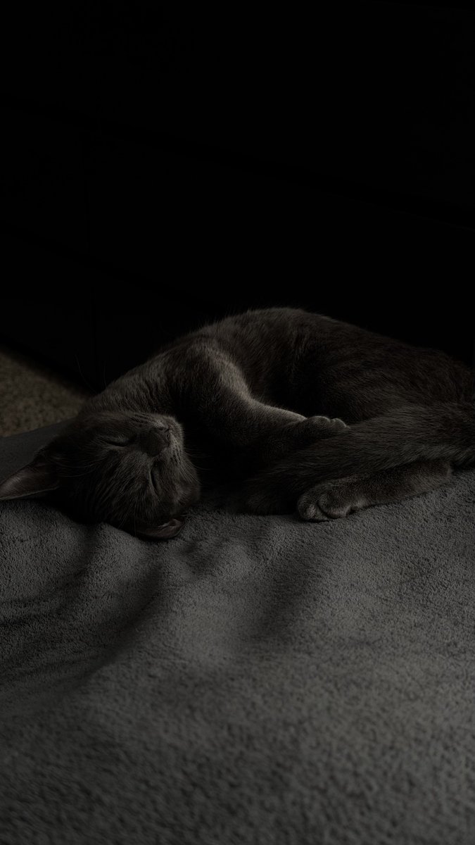 jaydiablito's tweet photo. i’ve only had her for about a week and i’d already die for her https://t.co/DeN0yQH3YN